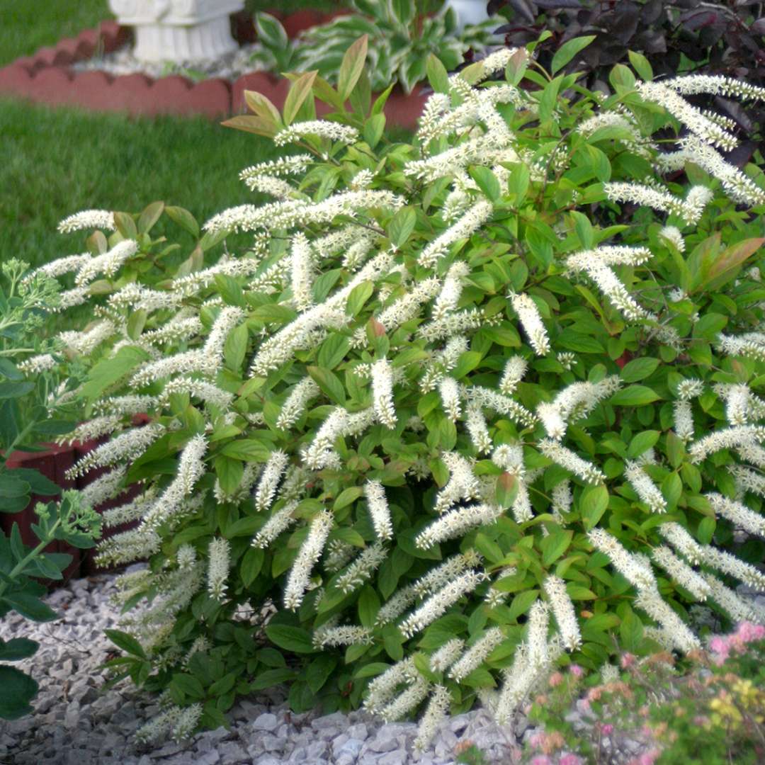 Heavy blooming Little Henry sweetspire in a garden